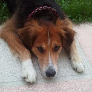 Der Trick "Lieb schauen!".