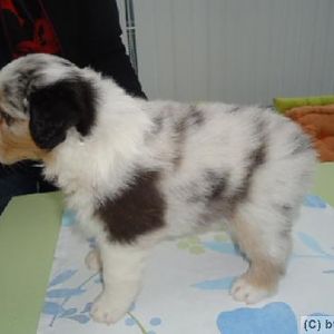 Ok, an die "Aussiefarbengenetik-Kenner" (xD) --> Sind das Dilute Spots?