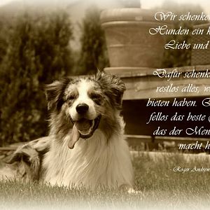 Mein Herzenshunde ♥