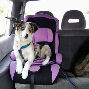 Mein Platz im Auto ist hinten... Auf dem Kindersitz??