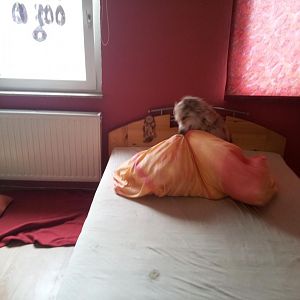 beim Spielzeug suchen