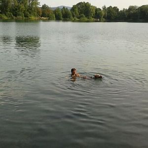 Wasserratte