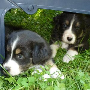 Luna u. Angel (5 Wochen alt)