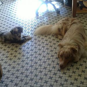 Morpheus 8 Wochen der erste Tag im neuen zu Hause