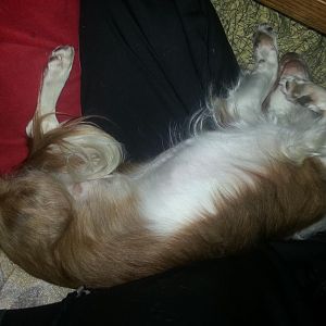 Gismo beim schlafen auf mir,wärend ich mich hier im forum aufhalte :D