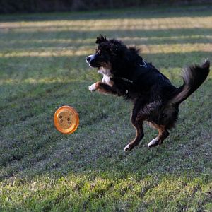Tilda und die Frisbee