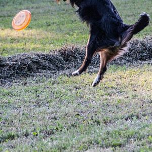Tilda und die Frisbee