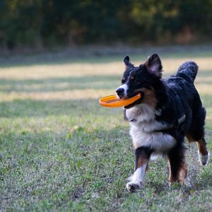 Tilda und die Frisbee