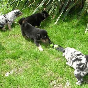 welpen 1http://www.aussie.de/forum/album.php?albumid=765&attachmentid=36733