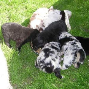 welpen 2http://www.aussie.de/forum/album.php?albumid=765&attachmentid=36734