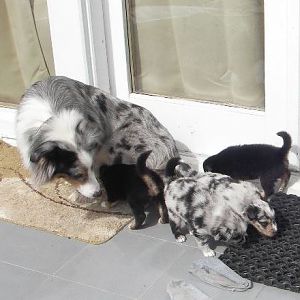 welpen 3http://www.aussie.de/forum/album.php?albumid=765&attachmentid=36735