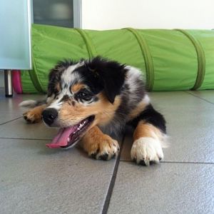 welpen 4http://www.aussie.de/forum/album.php?albumid=765&attachmentid=36736