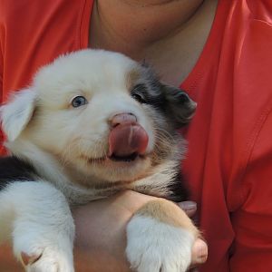 Besuch bei Leon:
6 Wochen alt und noch bei Mama