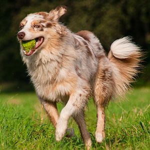 Liegt der Border traurig im Keller, war der Aussie wieder schneller ;)