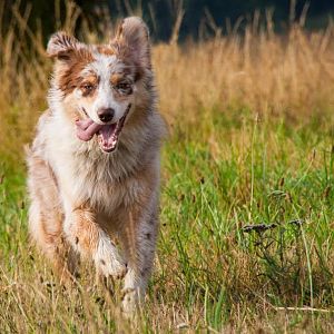 Wenn du nicht mit schmutzigen Pfoten und wackelndem
Hintern begrüßt werden willst,
bleib draußen - weil hier lebt ein Aussie

Wenn du das Gefühl e