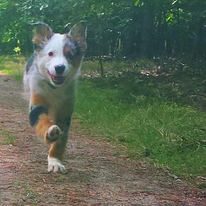 Sprint