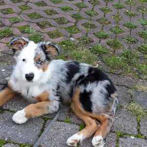 und heute bin ich schon so groß und brav. Aktuellstes Foto 19.10.13