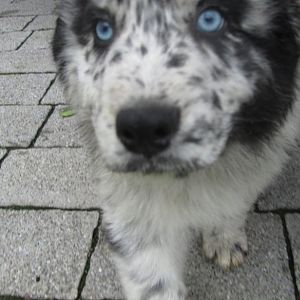 blaue Augen von ganz ganz nah