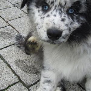 das juckende Halsband