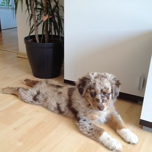 Lieblingsliegeposition1