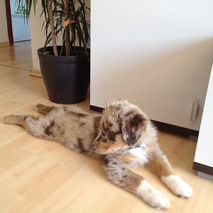 Lieblingsliegeposition