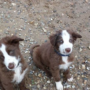 Monty und sein Bruder Tio