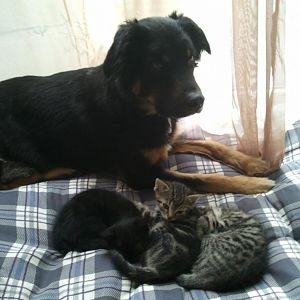 Katzenversteher Part II