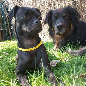 Checker mit Dodyguard