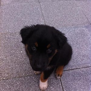 mit 10 Wochen