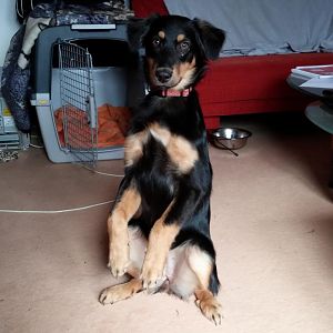 sit pretty