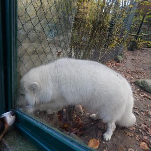 Von ihm wollte Django gar nicht mehr weg!