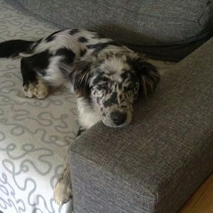 1http://www.aussie.de/forum/album.php?albumid=828&attachmentid=42730