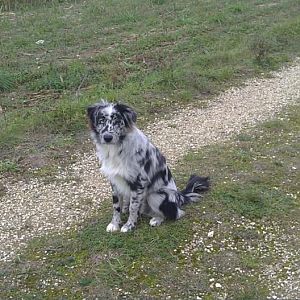 2http://www.aussie.de/forum/album.php?albumid=828&attachmentid=42731