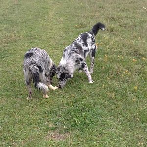 3http://www.aussie.de/forum/album.php?albumid=828&attachmentid=42732