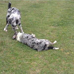 4http://www.aussie.de/forum/album.php?albumid=828&attachmentid=42733