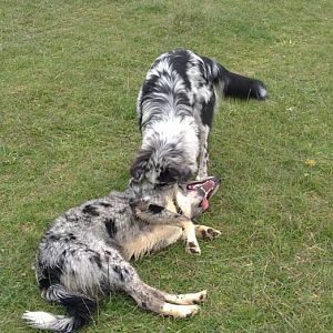 5http://www.aussie.de/forum/album.php?albumid=828&attachmentid=42734