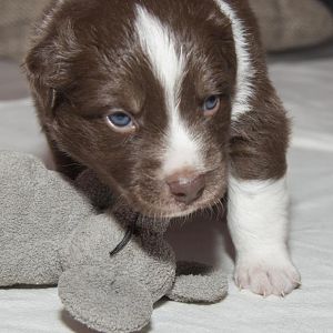 Teddy3