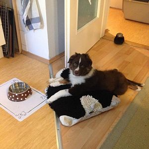 Teddy9
