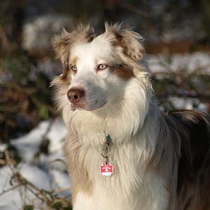 Dezember 2010 5
