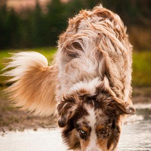 Und natürlich muss jede Wasserpfütze gekostet werden ;)