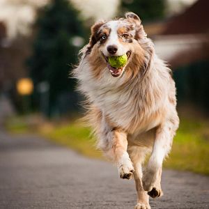 Ballspielen liebt er über alles!