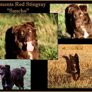 Elements Red Stingray Collage 016 7 Monate alt