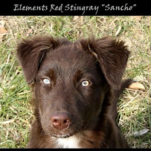 Elements Red Stingray 009 15 Wochen alt