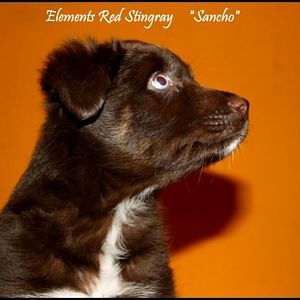 Elements Red Stingray 008 6 Wochen alt