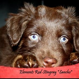 Elements Red Stingray 007 5 Wochen alt