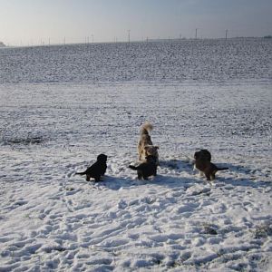 http://www.aussie.de/forum/album.php?albumid=861&attachmentid=46864