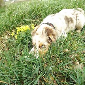 Schlüsselblumenhund :)