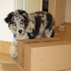 das war vor der fachmännischen Zerlegung des Pakets