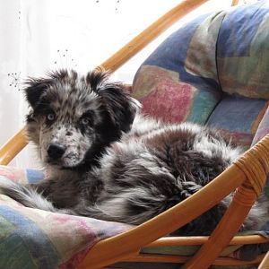 Elmo auf seinem Tron