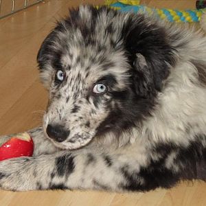 mmh, lecker Äpfelchen